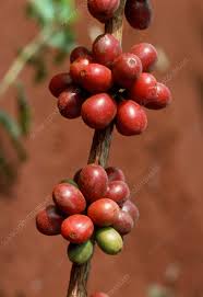 Image result for Coffea sp. A
