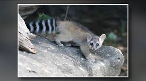 Researchers confirm first ringtail sightings in southern Idaho