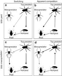 See more of r&j pest control llc on facebook. An Updated Perspective On Spiders As Generalist Predators In Biological Control Springerlink