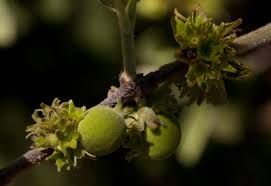 Image result for Vangueria vestita