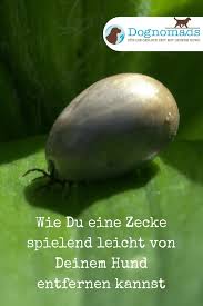 Beim Entfernen Gemacht Hund Leicht Zecken Zecken Entfernen Beim Hund Leicht Gemacht Zecken Entfernen Be In 2020 Outdoor Cat Shelter Tick Removal Blind Dog