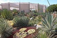 San jose del cabo art walk 1.3 km uzaklıkta yer alır. Cacti Mundo Tour Of San Jose Del Cabo