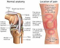 When your knee hurts right on the kneecap (patella), it's generally a product of your powerful cycling quads. What The Hell Is Wrong With My Knee Ski Gabber Newschoolers Com