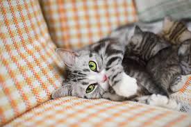 What Happens When A Cat Is Spayed Cat In Heat Cat Behavior Cats