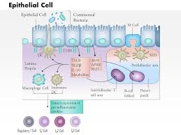 Intestinal epithelial cells are found in crypts. 0614 Epithelial Cell Medical Images For Powerpoint Powerpoint Presentation Templates Ppt Template Themes Powerpoint Presentation Portfolio