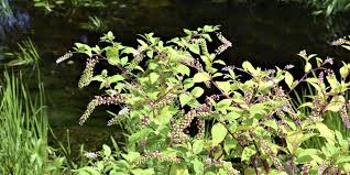Pokeweed Control: How to Get Rid of Pokeweed