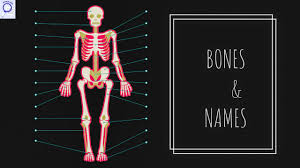 For example, the bone name tibia sounds weird to us the point is that it makes learning bone names far easier if you approach it as simply learning new names for things you (pretty much) already know. Bones And Names Axial Skeleton Telugu 206 Bone Names Telugu Part 1 Youtube