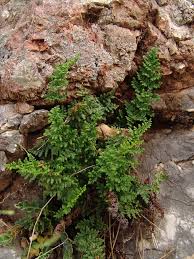 Image result for Pityrogramma argentea
