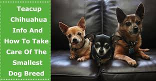 Tons of tips, advice and information to help you take the very best care of your chihuahua pup. Teacup Chihuahua Info And How To Take Care Of The Smallest Dog Breed Petxu