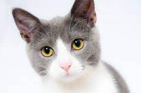 kedi piresi umraniye veteriner