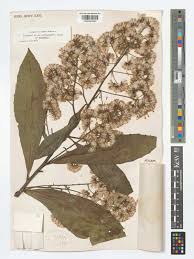 Image result for Monosis