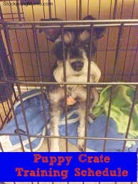 Learn the best way to feed your young dog. Puppy Crate Training Schedule