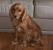 Smooth Cockapoo