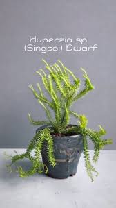 Image result for Huperzia mildbraedii