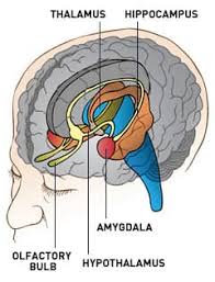 Image result for Limbic System