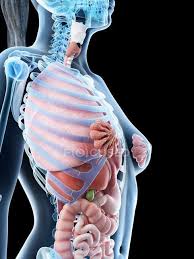 Human anatomy for muscle, reproductive, and skeleton. Human Body Model Showing Female Anatomy With Internal Organs Digital 3d Render Illustration Gastrointestinal Tract Science Stock Photo 308610008