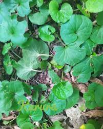 Image result for Uvariodendron