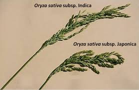 Image result for Oryza
