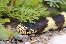 Image result for Vepris sansibarensis