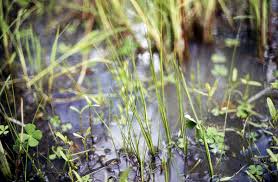 Image result for Isoetes schweinfurthii