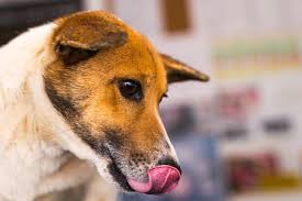 Dog threw up yellow bile. My Dog Vomited Black Liquid Causes Treatment