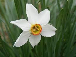 Fiori bianchi invernali iberis invernale fiori bianchi. Narciso Coltivazione