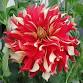 Master Dahlia Class Series May 12th — BULLINGTON... event in Hendersonville, NC