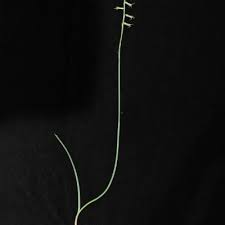 Image result for Dipcadi brevifolium