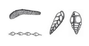 Reviewer On Eukaryotes | Pdf | Fungus | Algae