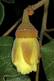Image result for Thespesia garckeana
