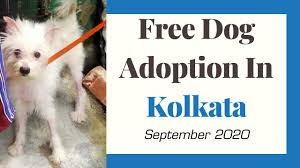 Maybe you would like to learn more about one of these? Free Dog Adoption In Kolkata L Dog Adoption In India L Free Puppy Adoption In West Bengal 2020 Youtube