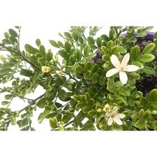 Image result for Murraya