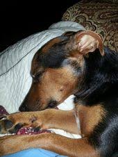 Black And Tan Jack Russell Terrier Puppy Rafa Napping Jack Russell Black Tan Jack Russell Jack Russell Dogs Puppies