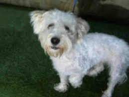 Animal services does not offer any holds for pets in advance of visiting the shelter in person. Orlando Fl Maltese Meet Toby A Dog For Adoption Pets Kitten Adoption Dog Adoption