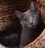 Russian Blue Cat Breeders Near Me - Cat Kingpin