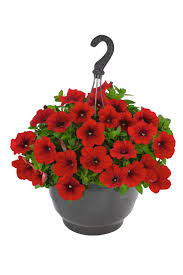 Image result for foto petúnie