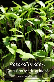 Petersilie Saen Am Fensterbrett Und Im Garten We Go Wild In 2020 Petersilie Saen Petersilie Pflanzen Pflanzen