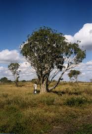 Image result for Aloidendron tongaense