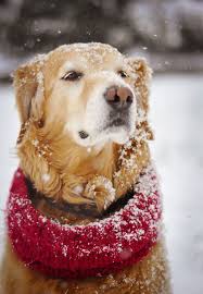 Pin By Monica Hayes On Oh My Dawg Dogs Old Dogs Golden Retriever