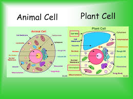 Partnerships for reform through investigative science and math. Parts Of A Cell Ppt Video Online Animal Cell Plant Cell Diagram Plant And Animal Cells