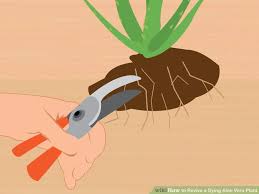 Take the plant out of its current pot. Pin On Plants