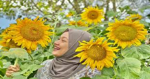 Dalam musim panen petani adakan festival bunga. Pesona Bunga Matahari Di Bagan Datuk Metrotv