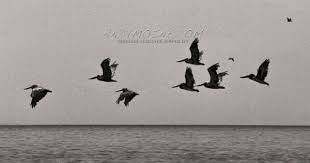 Black And White Birds In Southern California Salton Sea California Black And White Photography Brown Etsy Black And White Photography Black And White Landscape Photography Prints Art