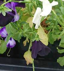 Maybe you would like to learn more about one of these? How To Revive Dying Petunias Gardener Report