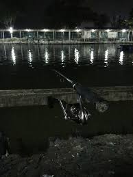 Pancing2u Blogspot Com Kerapu Hybrid Kolam No 5 Sealion 15 03 2014