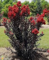 It has blushed pink, white flowers in summer that contrast wonderfully with the intense black foliage. The Crepe Myrtle Tulsa Ok Trees By Jake