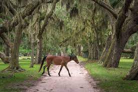 The Wild Horses Of Georgia S Cumberland Island Atlanta Jacksonville Wheretraveler