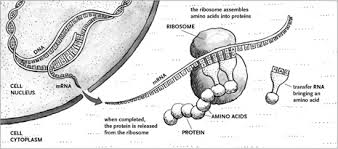 On the worksheet make the mrna codons into trna codons review transcription to protein synthesis sheet. Nova Online Teachers Classroom Activity Ghost In Your Genes Pbs