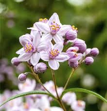 Image result for Deutzia x hybrida ′Mont Rose