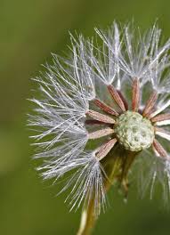 Image result for Senecio madagascariensis